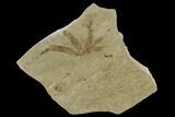 Fossil Fern Leaf (Lygodium) - Green River Formation, Utah #117963-1